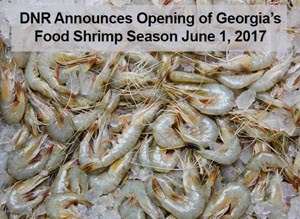 picture of shrimp