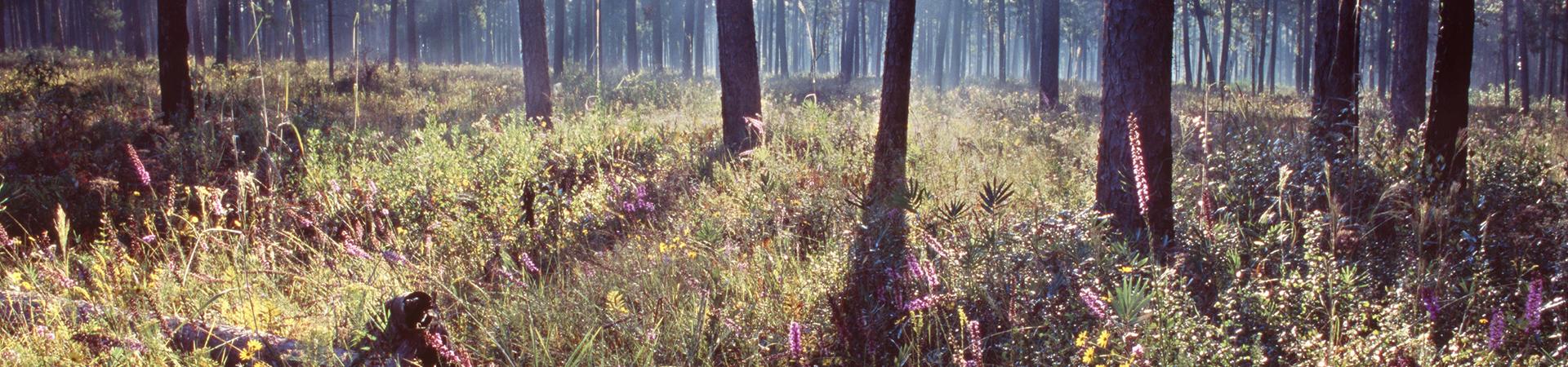 habitat