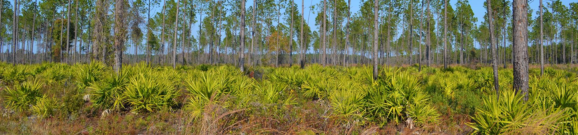 Habitat