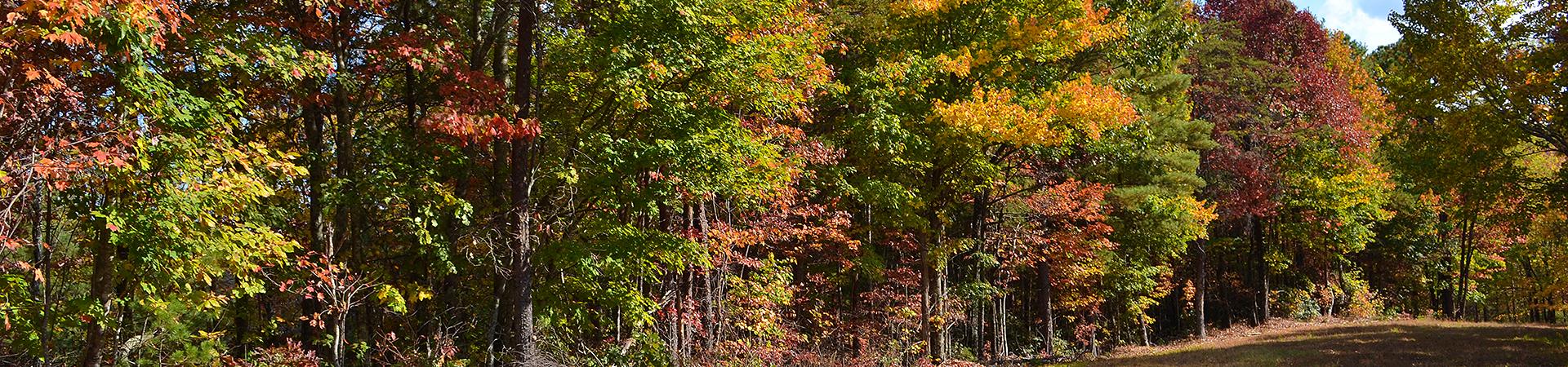 Trees in Autumn