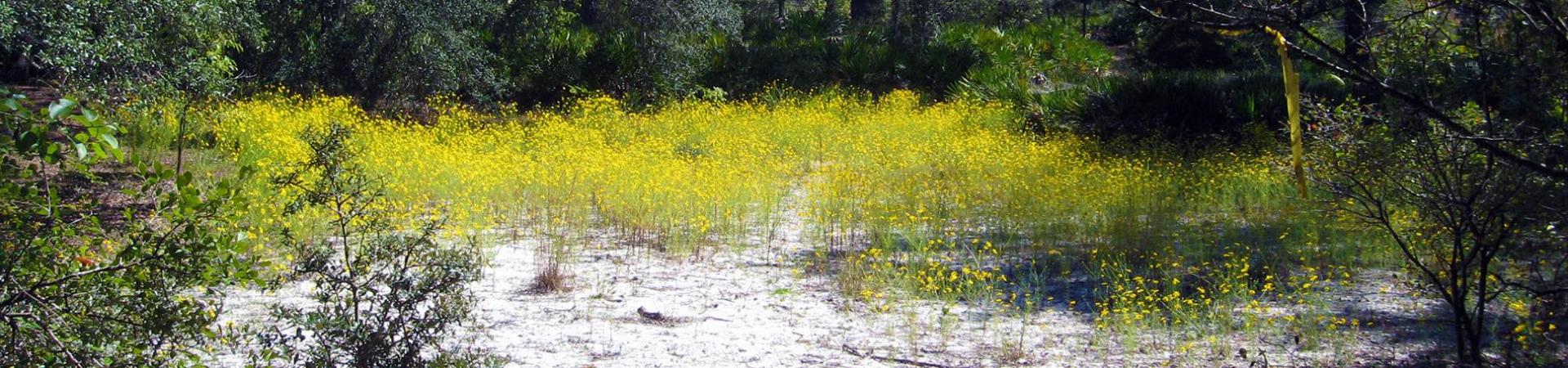 Yellow Flowers in Field