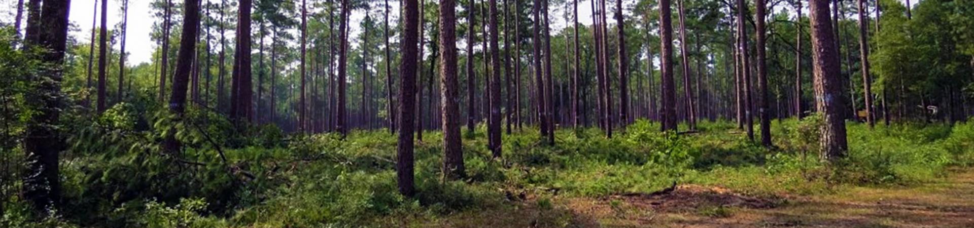 Thinned Pine Forest