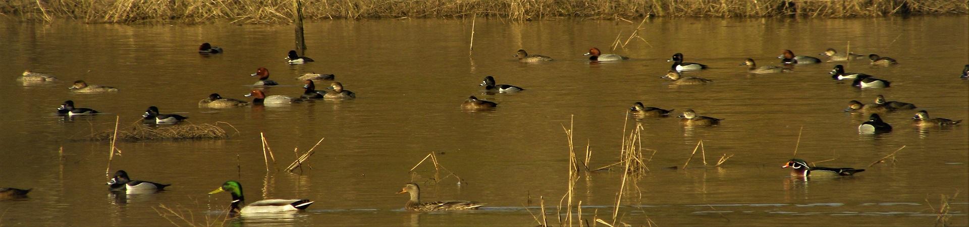 Ducks on the Water