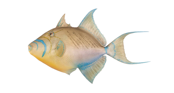 Queen Triggerfish