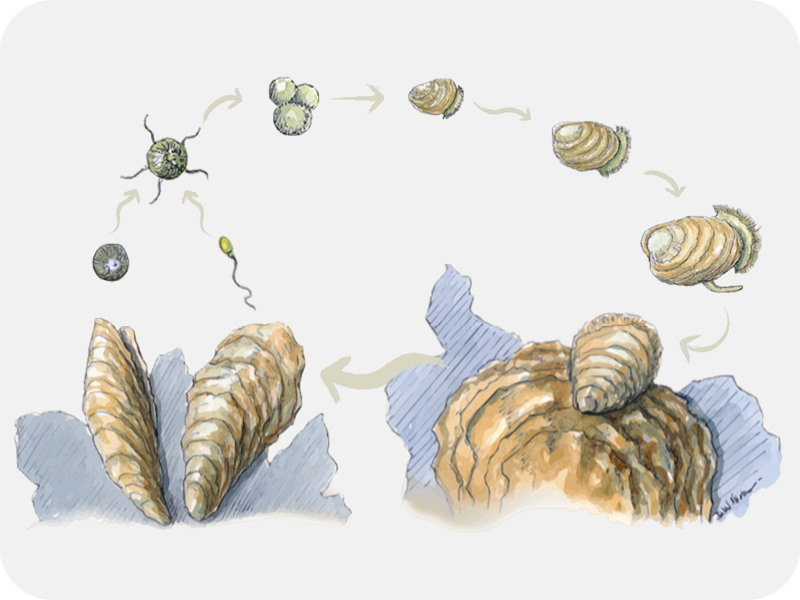 Oyster Lifecycle