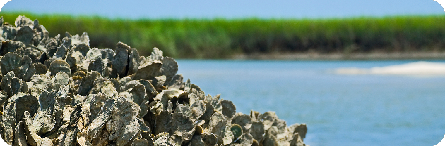 A close-up view of a cluster of oysters piled together in the foreground, with their rough, textured shells in shades of gray and brown. In the background, calm blue water stretches toward a shoreline lined with lush green marsh grasses under a clear blue sky. The scene highlights a coastal habitat, emphasizing the natural environment where oysters thrive. A close-up view of a cluster of oysters piled together in the foreground, with their rough, textured shells in shades of gray and brown. In the background, calm blue water stretches toward a shoreline lined with lush green marsh grasses under a clear blue sky. The scene highlights a coastal habitat, emphasizing the natural environment where oysters thrive.