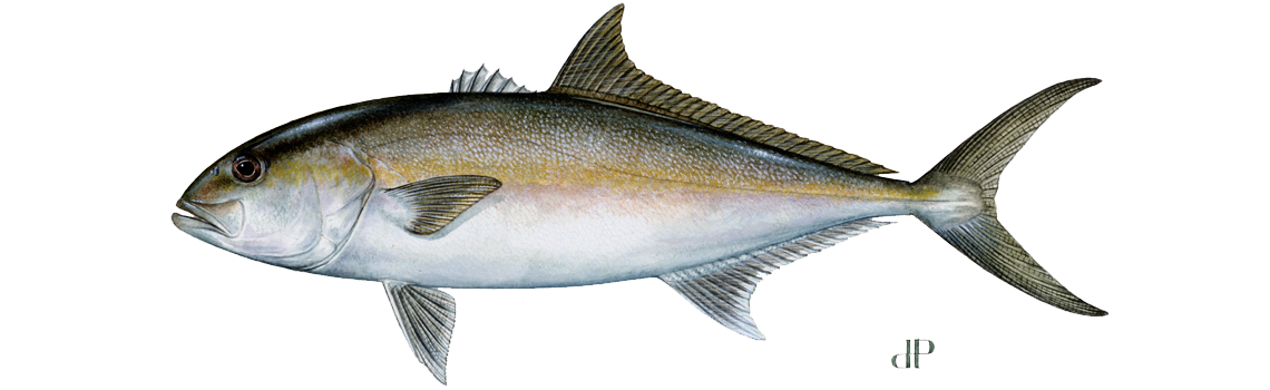 Greater Amberjack