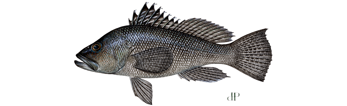 Black Sea Bass