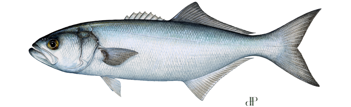 Bluefish