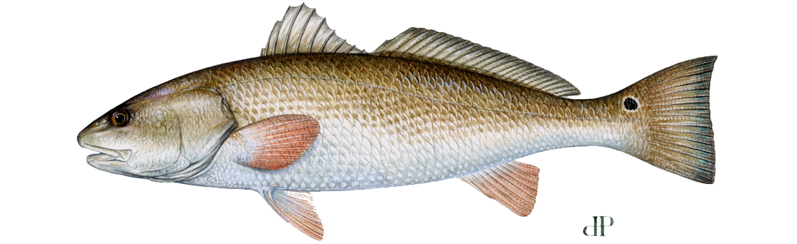 Red Drum