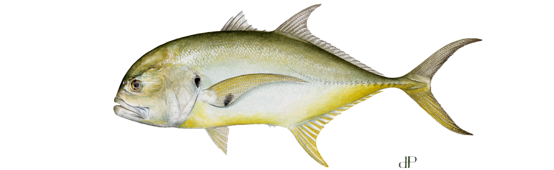 Jack, Crevalle