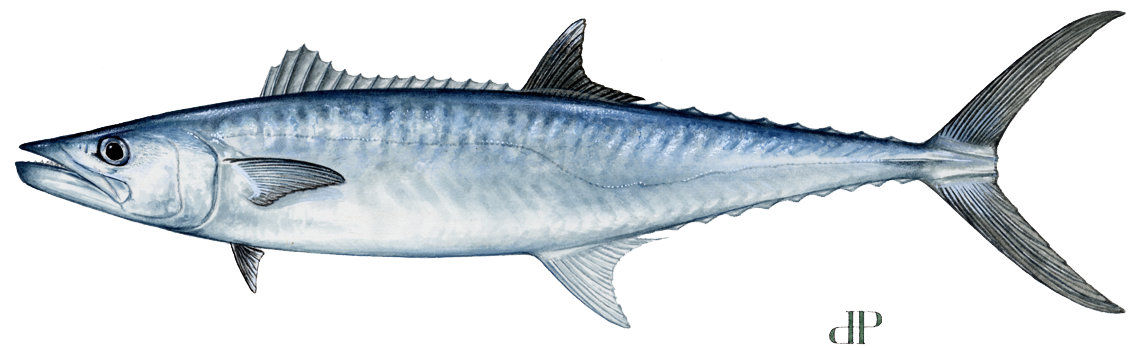 Mackerel, King