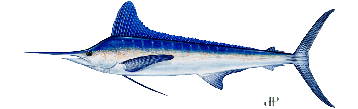 Marlin (White)