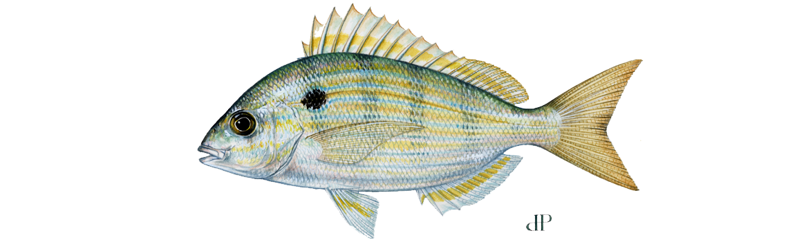 Pinfish