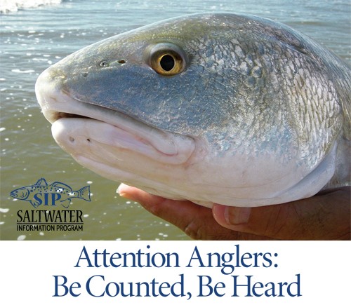 Picture of a red drum and invitation to anglers to be counted and heard by participating in angler surveys.