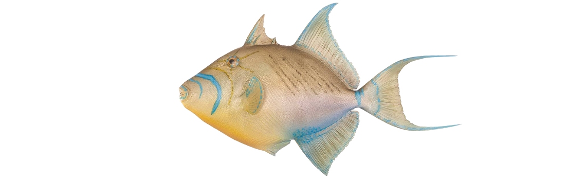 Triggerfish, Queen