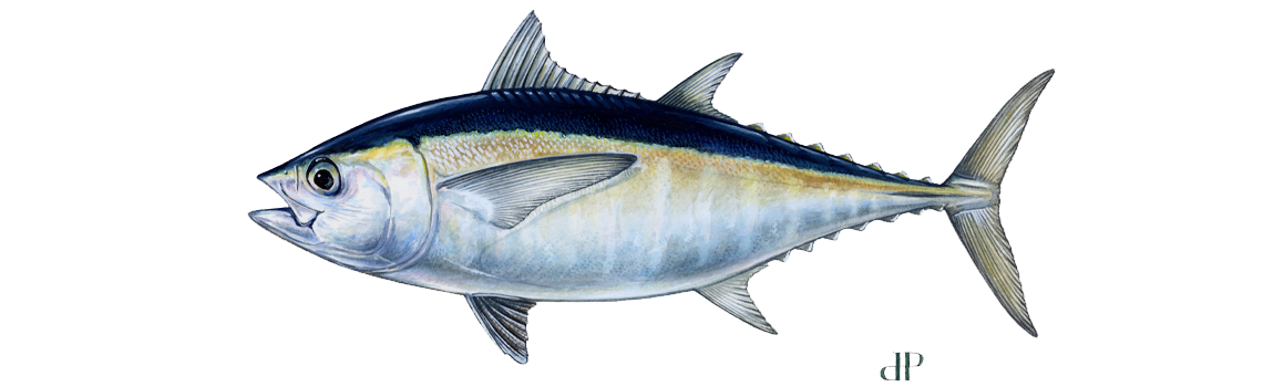 Tuna, Blackfin