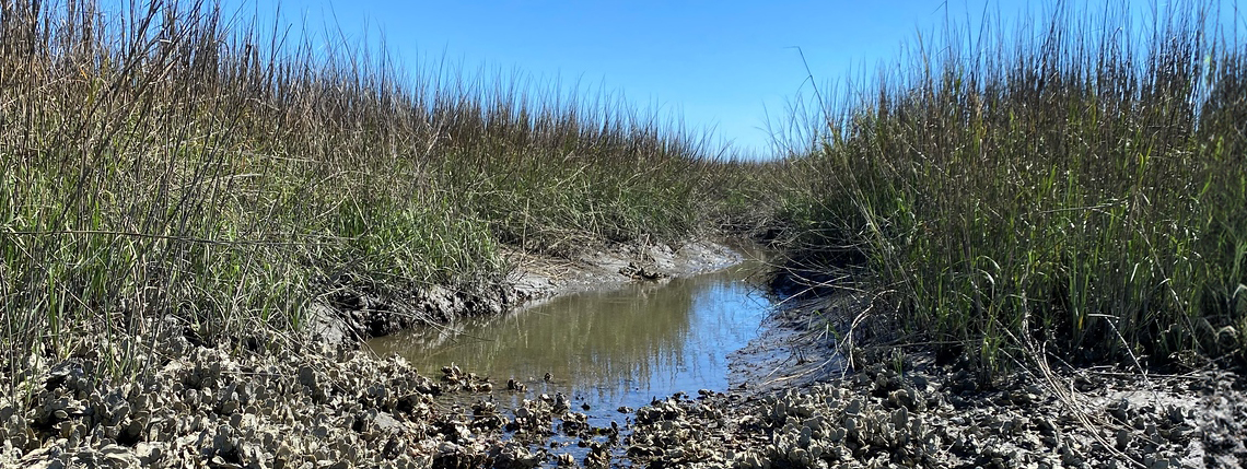 Oyster reef and smooth cordgrass surrounding a small tidal creek. Oyster reef and smooth cordgrass surrounding a small tidal creek.