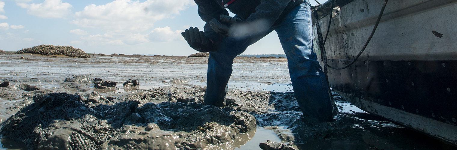 Workers harvest clams at Sapelo Sea Farms near Four Mile Island in McIntosh County.