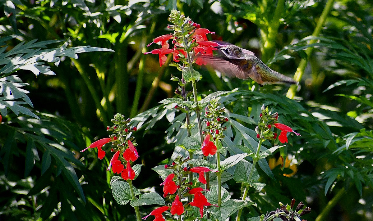 Ruby-throated hummingbird hovering and feeding from bright red scarlet sage flowers against a lush green garden background.