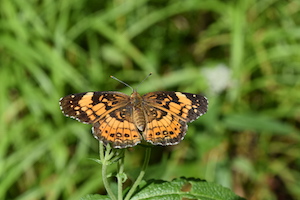 Silver Checkerspot Butterfly