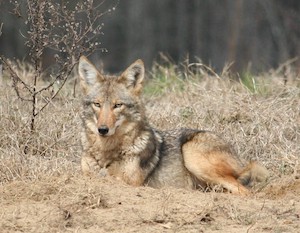 Coyote laying down in grass