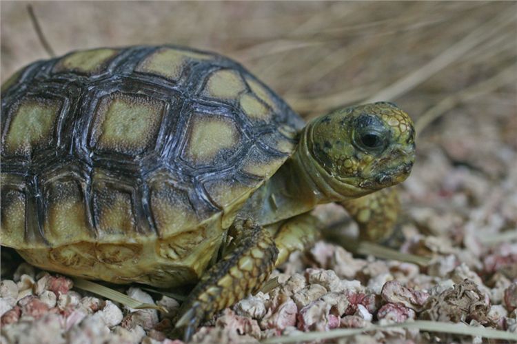 Gopher Tortoise