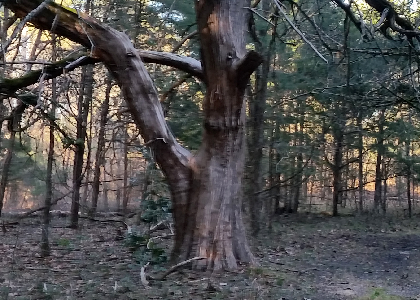 Red Cedar Tree