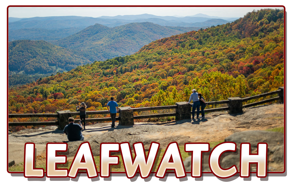 Leaf Watch