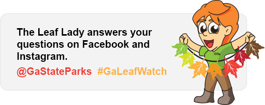 See facebook for Leaf Lady questions