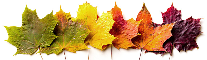 Fall Leaf Color Chart