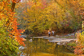 what's your color this fall? mine has to be brown or a forest