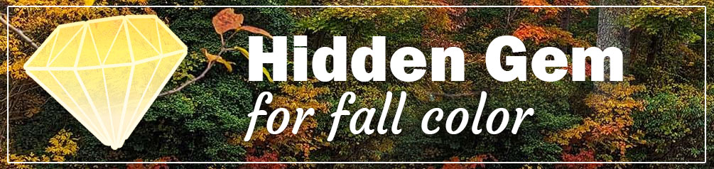 Hidden gem for fall color