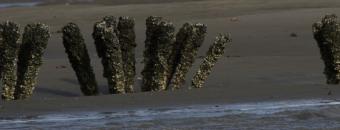 Altamaha River Oyster Reef 