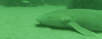 Nurse Shark between reef balls