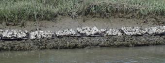 Oatland Island Oyster Reef 