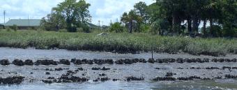 Park Oyster Reef 