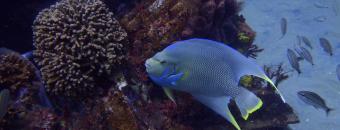 Blue Angelfish