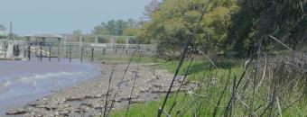 Skidaway River Oyster Reef