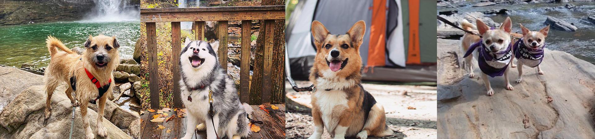 Tails on Trails Club