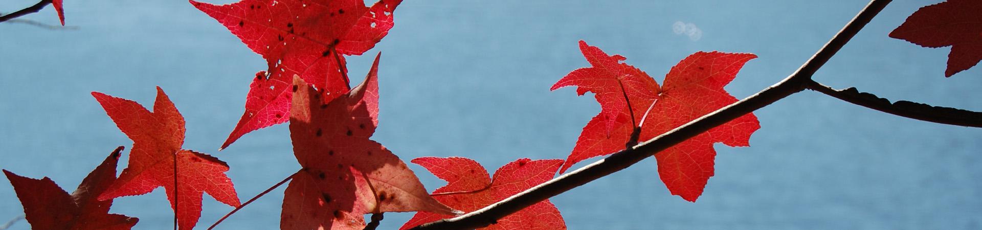 Leaf Watch