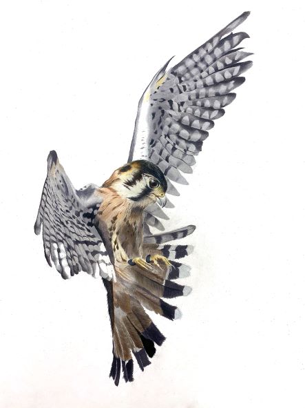 American Kestrel by Arvin Guo Drawing of an American Kestrel