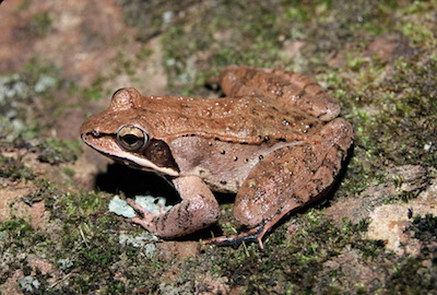 Wood Frog