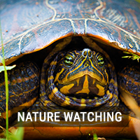 NatureWatching