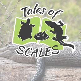 Tales of Scales Events